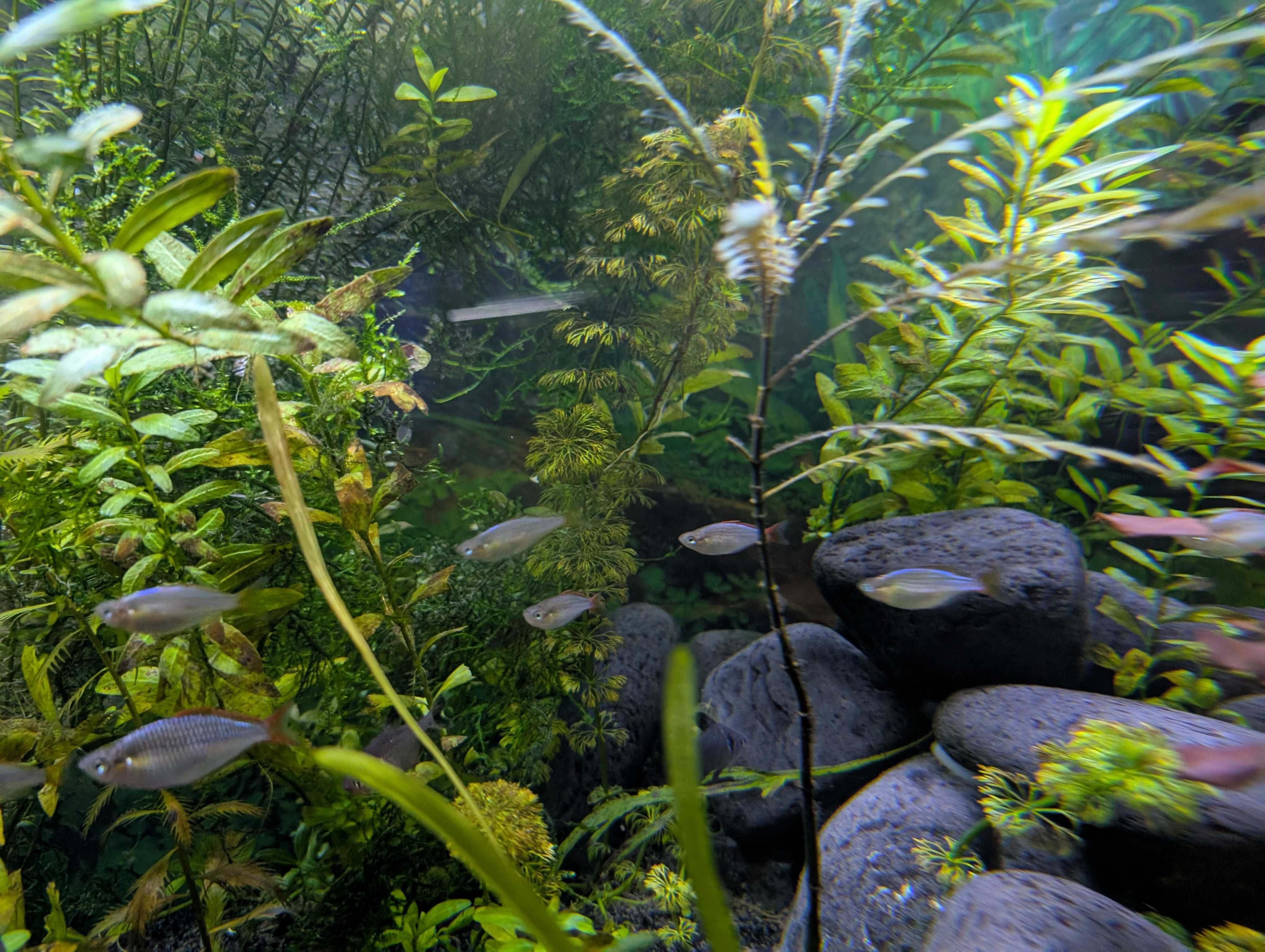 PEIXE ARCO-ÍRIS Néon > 2.5 cm