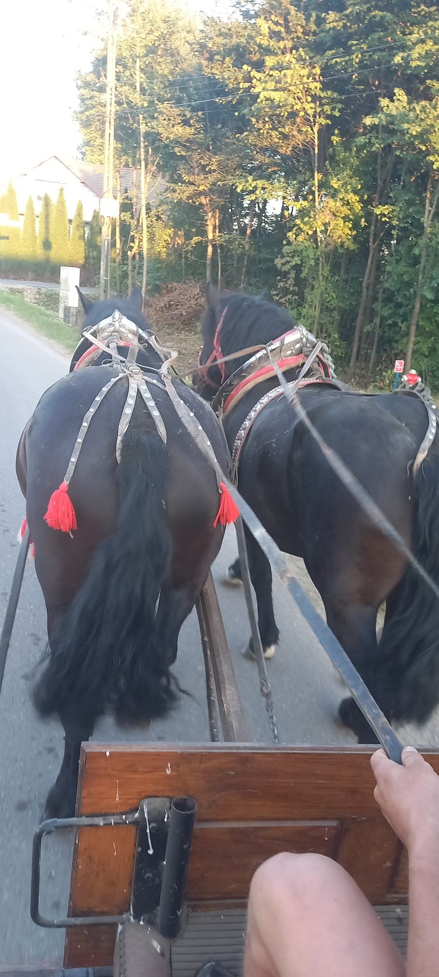 Sprzedam kare klacze