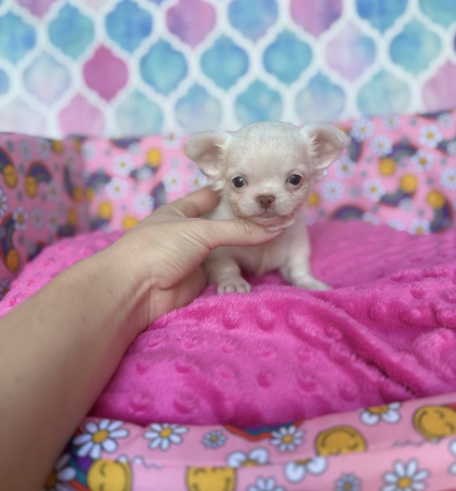 Chihuahua prześliczny piesek Sorbet