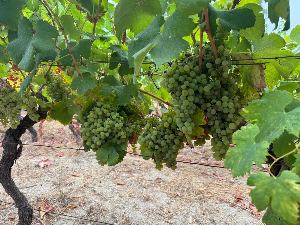 Vendo Uvas tintas e brancas