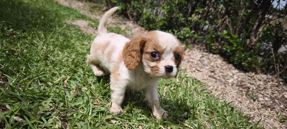 Cavalier king charles criado em ambiente familiar disponível para entr