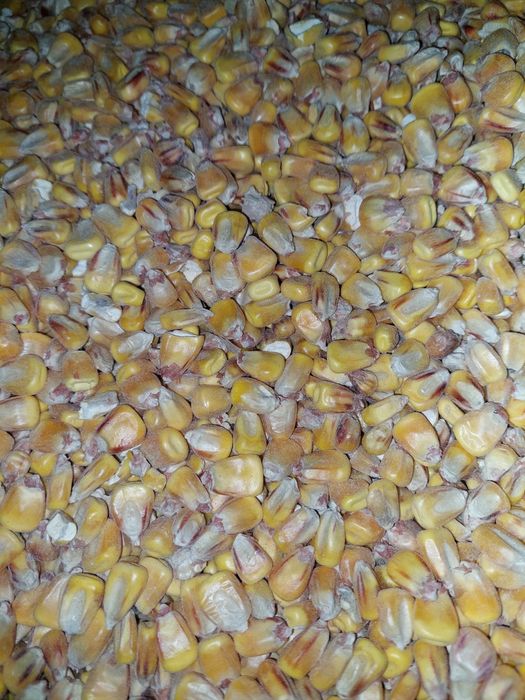 Kukurydza 25kg ziarno , sucha, czyszczona