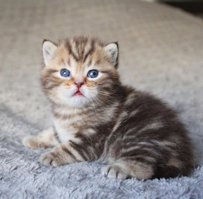 Продам шотландских котят