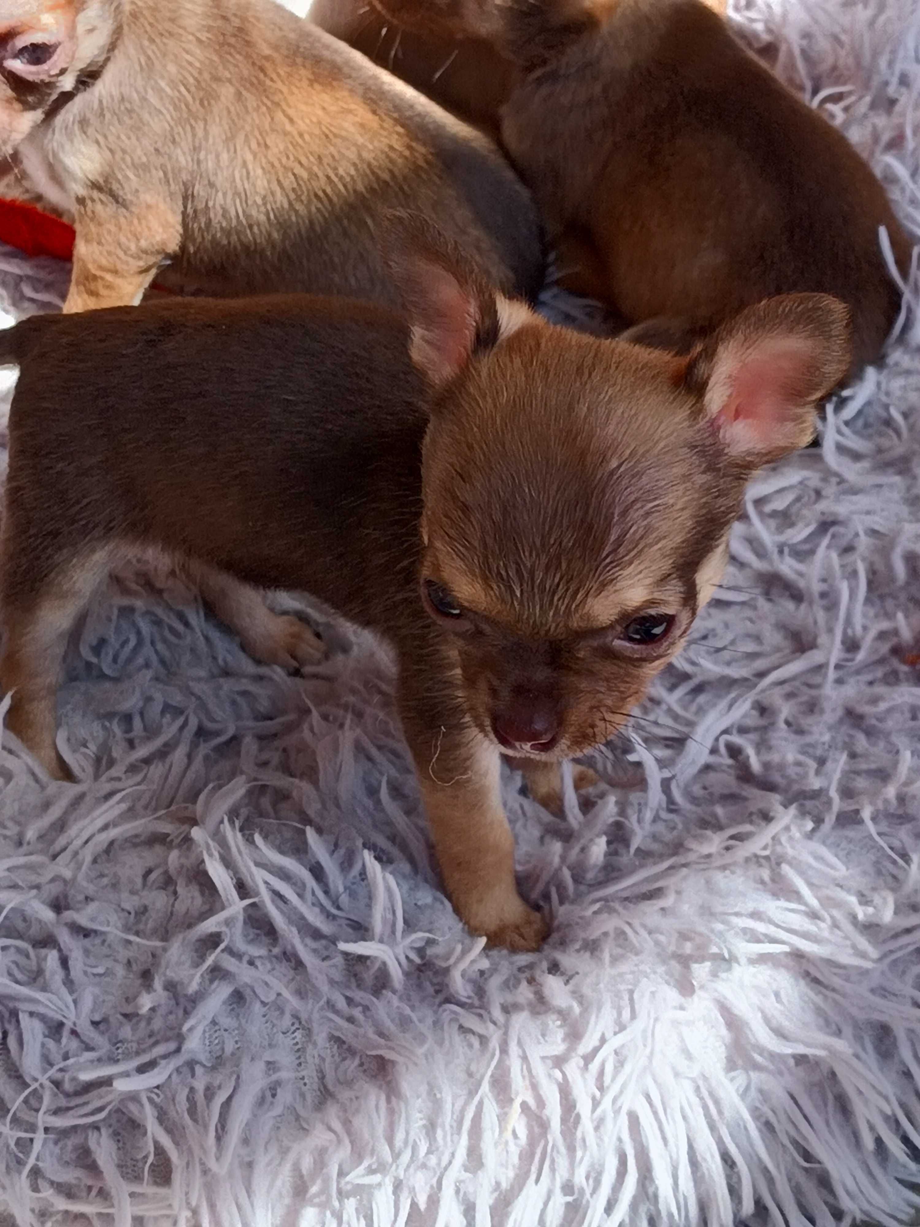 Chihuahua czekoladowa sunia XXXS