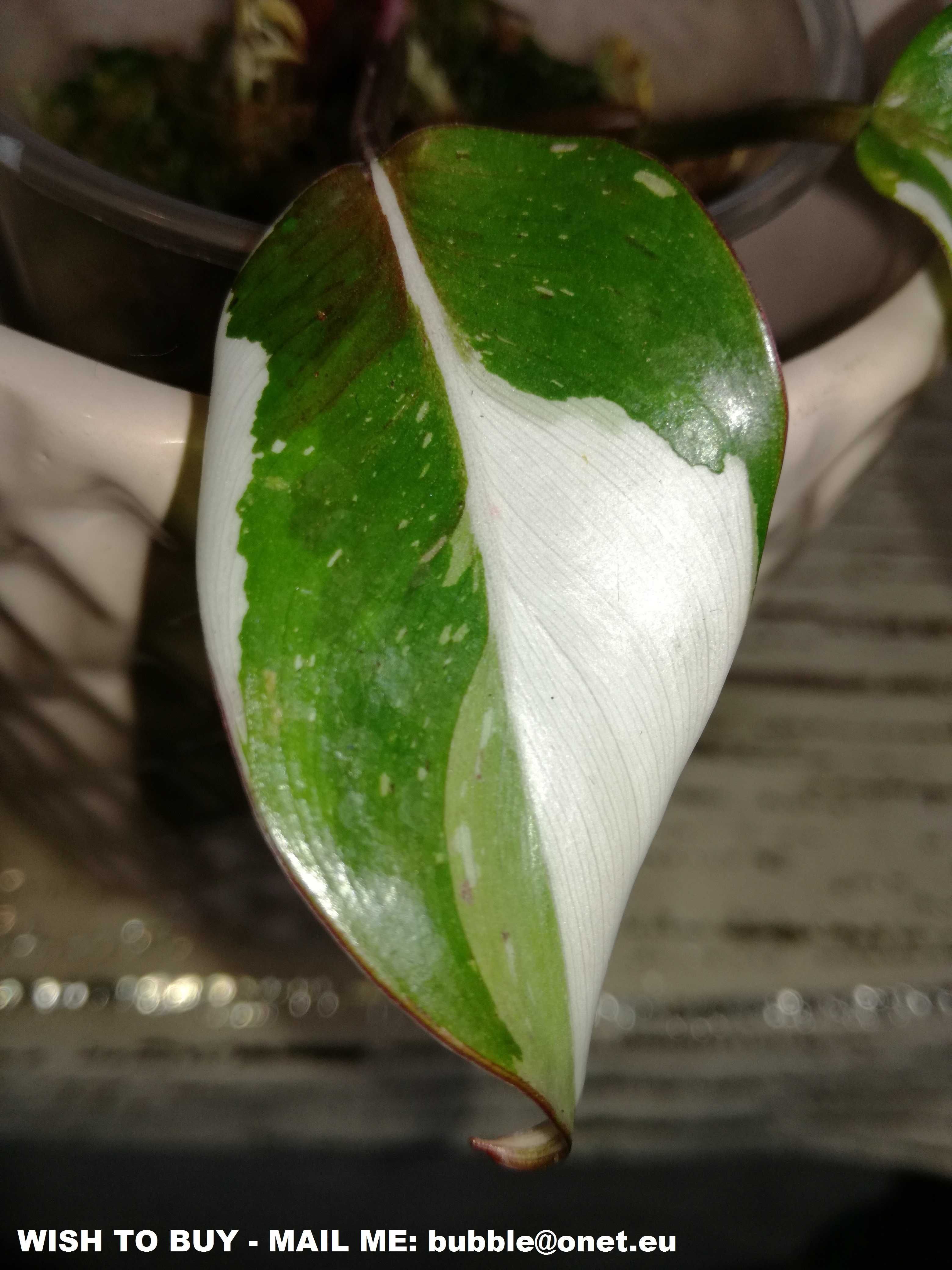 INTERNATIONAL Anderson's Red Philodendron filodendron nie monstera syn