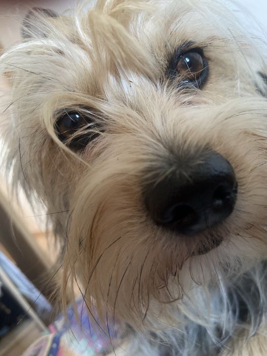 Cão da raça Yorkshire (Adoção)