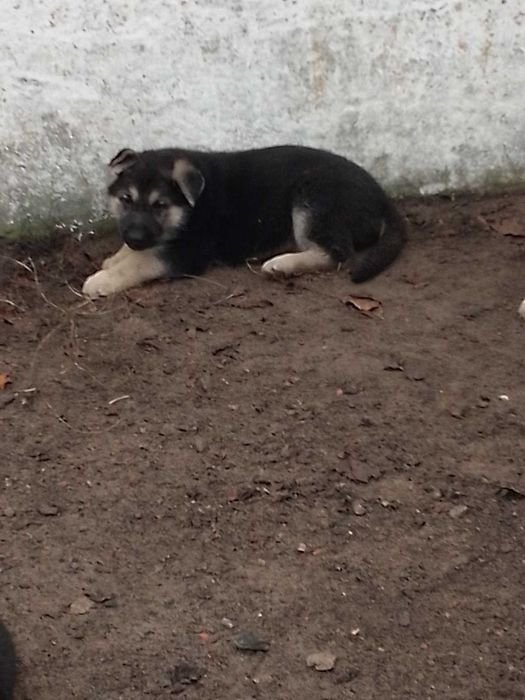 Щенки овчарки 1,5 месяца