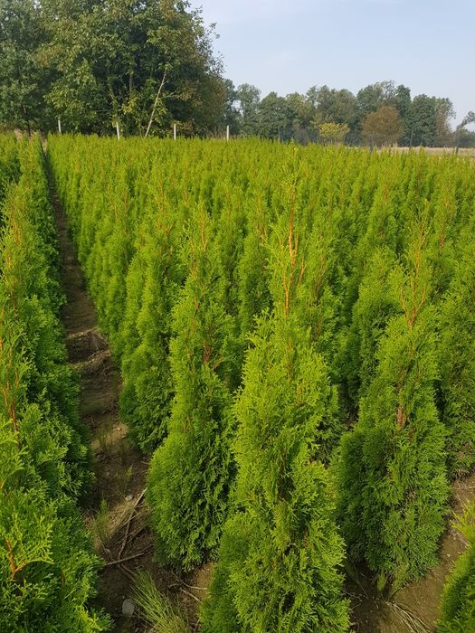 Thuja, Tuja Smaragd, Szmaragd na żywopłot 100-120 i 120-140