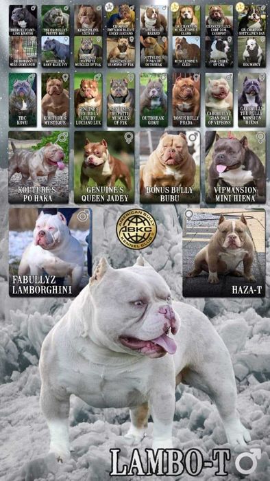 American Bully Pocket  ABKC wnuk Kimbo!
