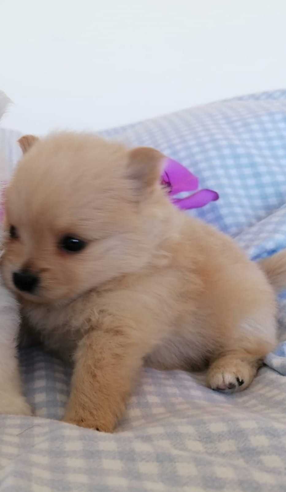 Spitz Lulu da Pomerânia