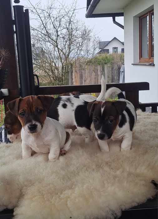 Suczka Jack Russell Terrier szczeniak