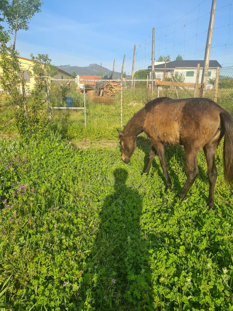 Égua castanha com 1 ano