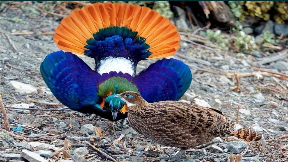 Faisão Monal dos Himalaias