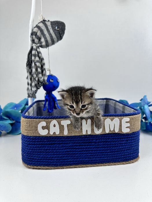 Будиночок для кота з іграшками