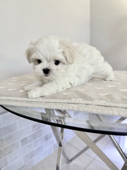 Мальтійська болонка