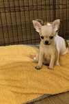 Chihuahua piesek gotowy do odbioru