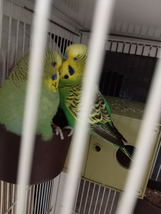 Vendo 2 casais e um macho sozinho ...