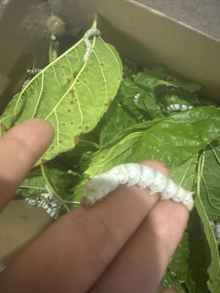 Vende se bichos da seda