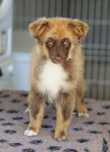 Miniature american shepherd o Pastor australiano mini