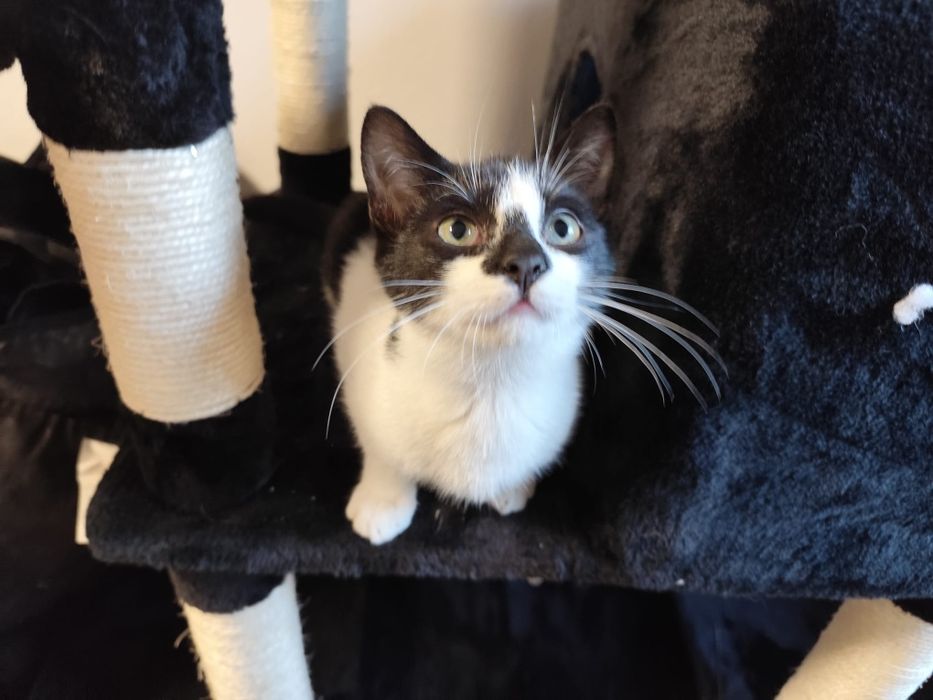 Proludzki Melon oczekuje na dom!