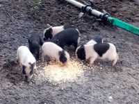 Porcos vietnamitas / nini pigs