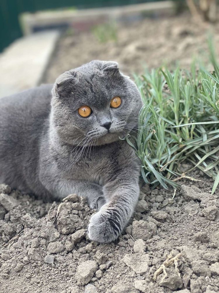 Висловухий котик шукає кішечку