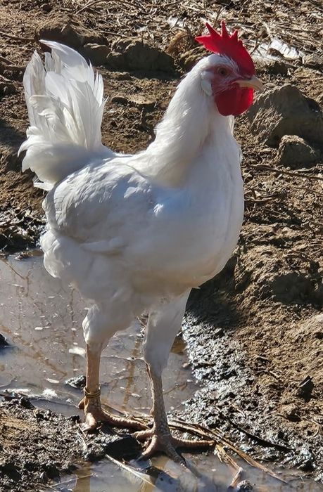 Ovos Leghorn Fertilizados