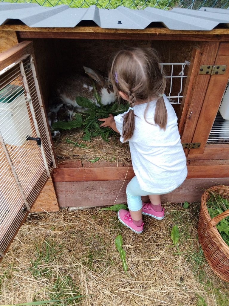 Agroturystyka ze zwierzętami, apartamenty Tylicz, Kryni