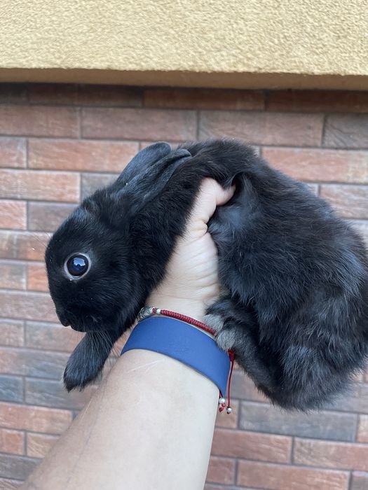 Карликовий міні кролик