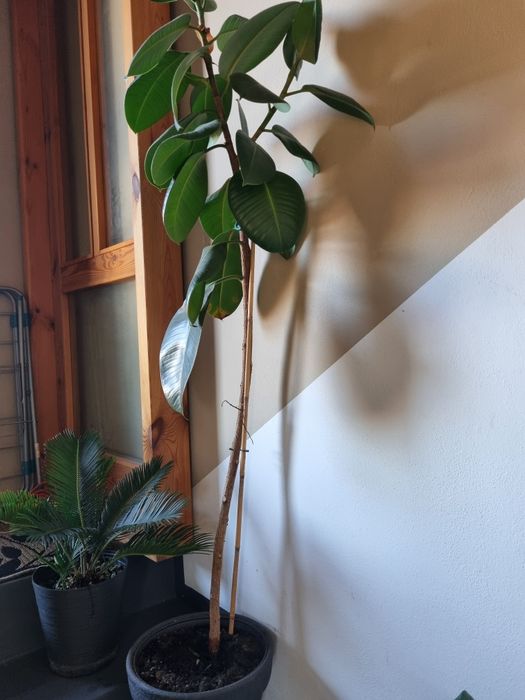 Drzewko kwiatek  bonsai I inne