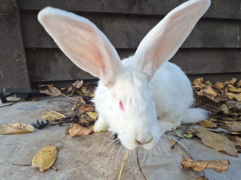 Sprzedam białego samczyka