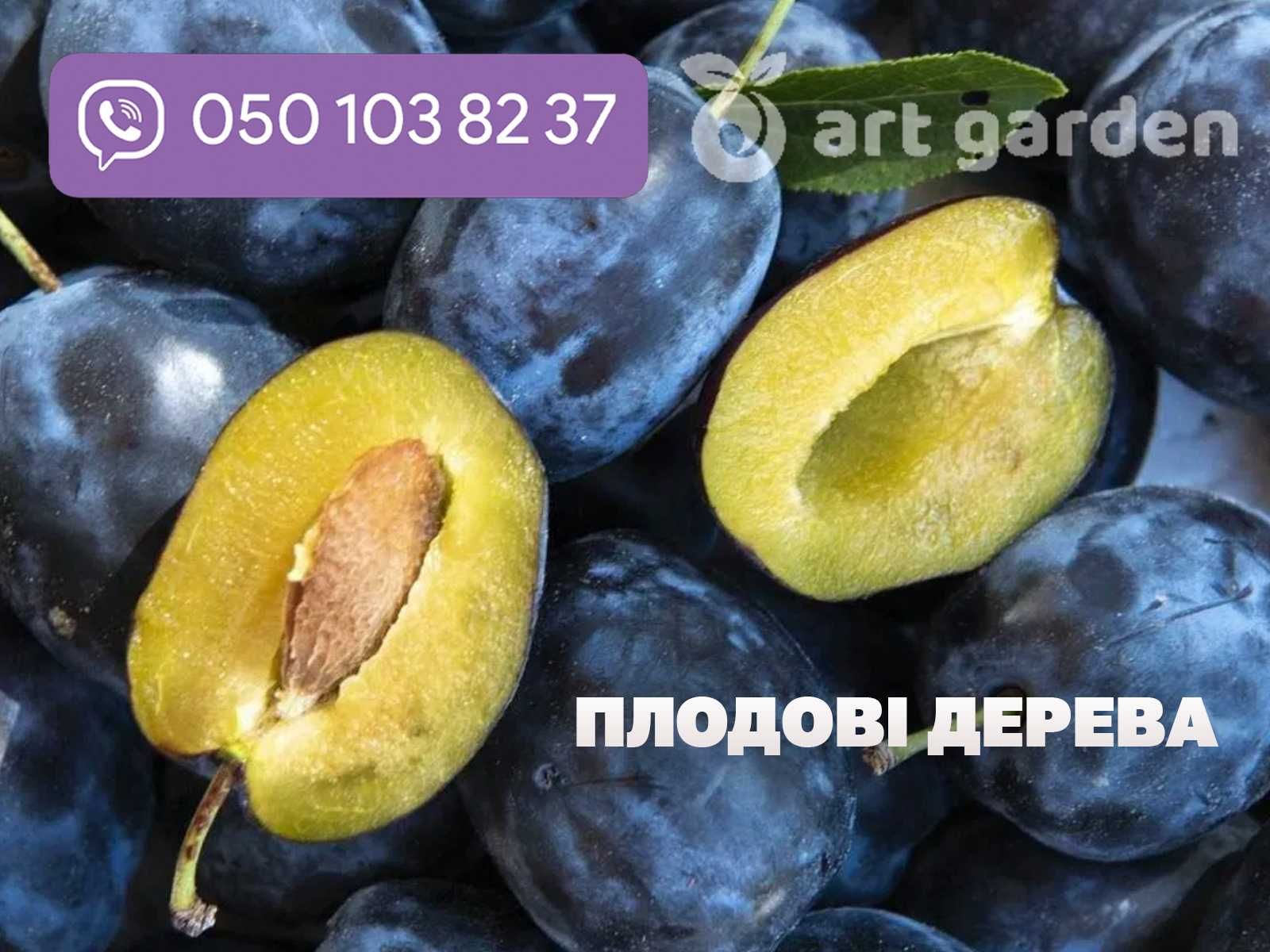 Замовлення саджанців плодових дерев за доступною ціною