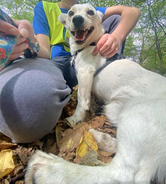 Maly białasek Doro czeka na dom