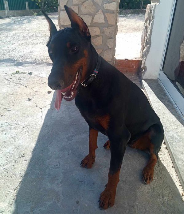 Doberman procura namorado