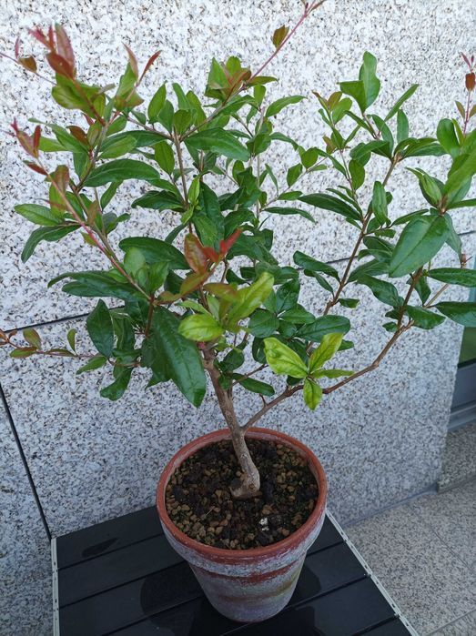 Romãzeira Anã – Punica Granatum - 5 anos