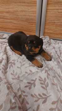 Piesek Rottweiler