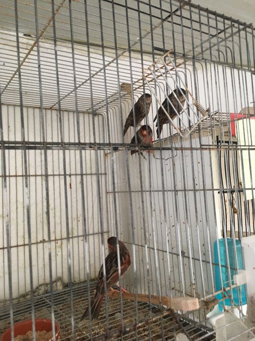 Canarios castanhos vermelho mosaicos