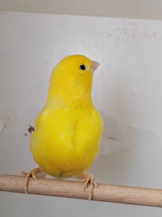 Kanarki sprzedam samice i samce