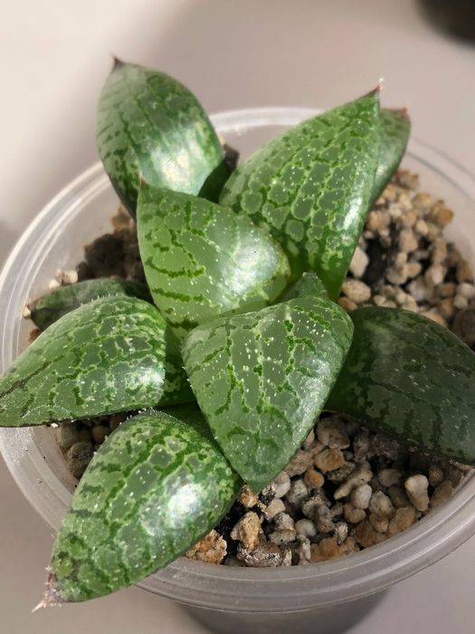Хавортія Haworthia Comptoniana