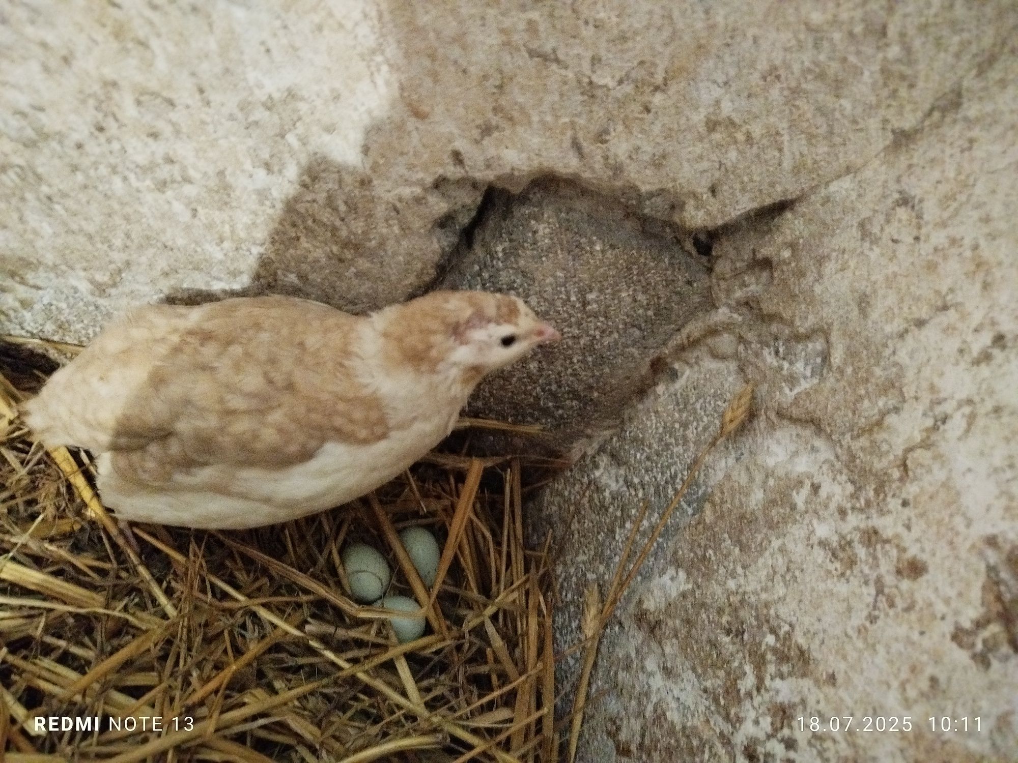 Jaja lęgowe 50 gr sztuka przepiórek celadon