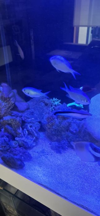 Aquário de água salgada Completo