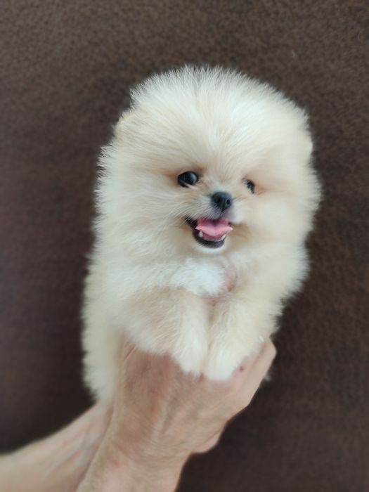 Шпиц девочка Днепр