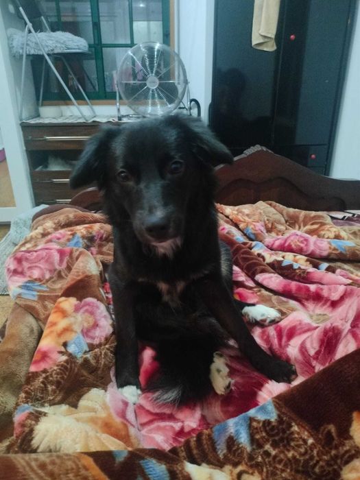 Cão de 9 meses para adoção consciente