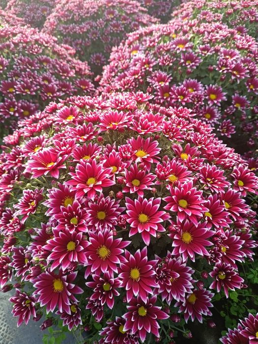 Chryzantemy od producenta największy wybór w regionie detal i hurt