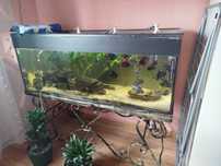 Akwarium 300l ze stolikiem kutym