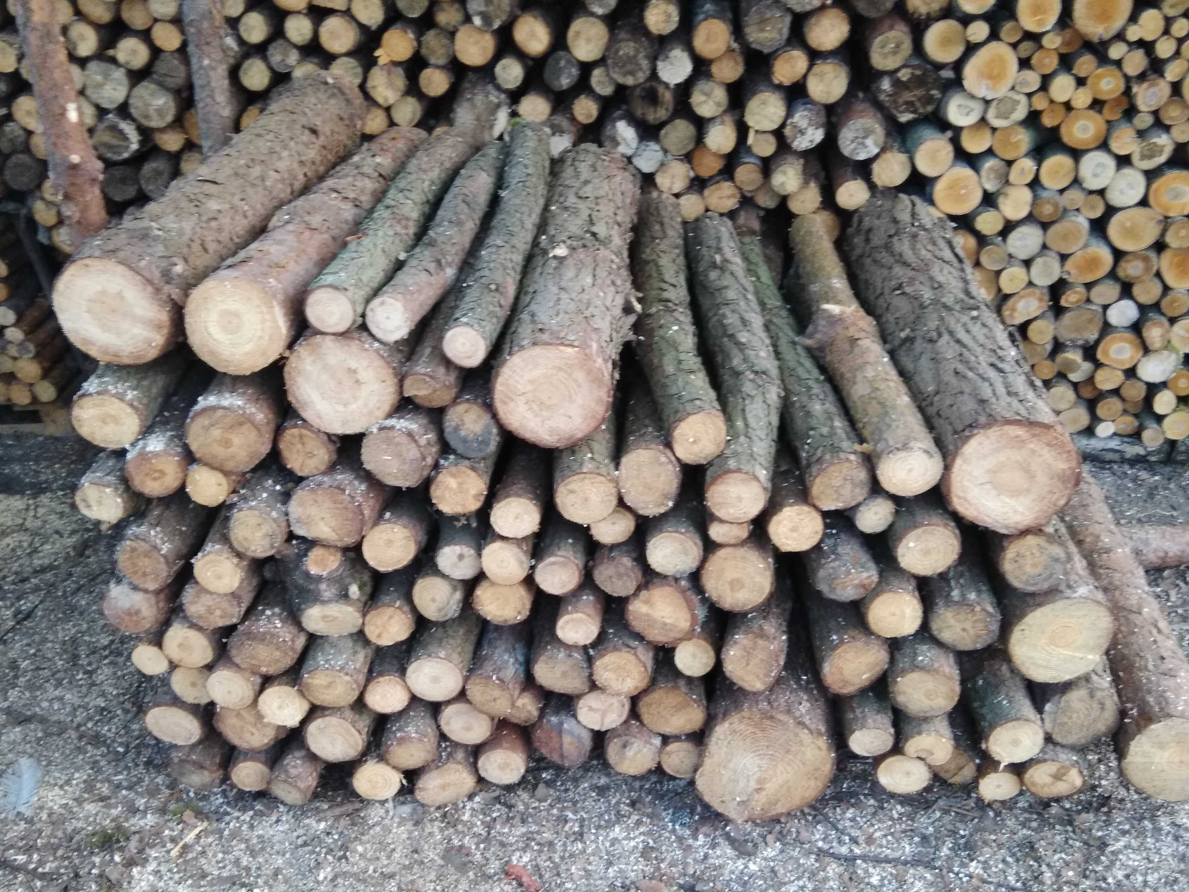 drewno sosnowe: opałowe, na stemple, słupki, żerdzie, pocięte, wałki