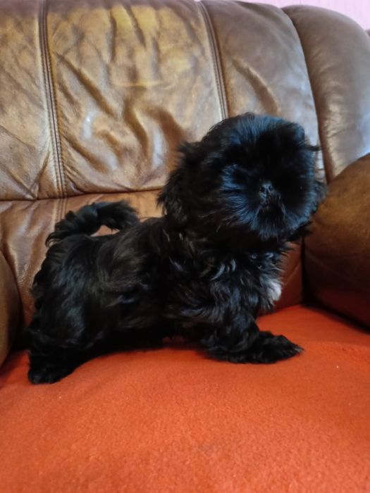 Czarny piesek Shih Tzu