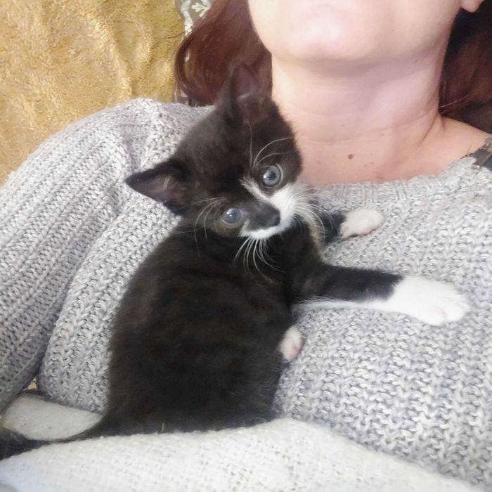 Mały Lucuś szuka domku!