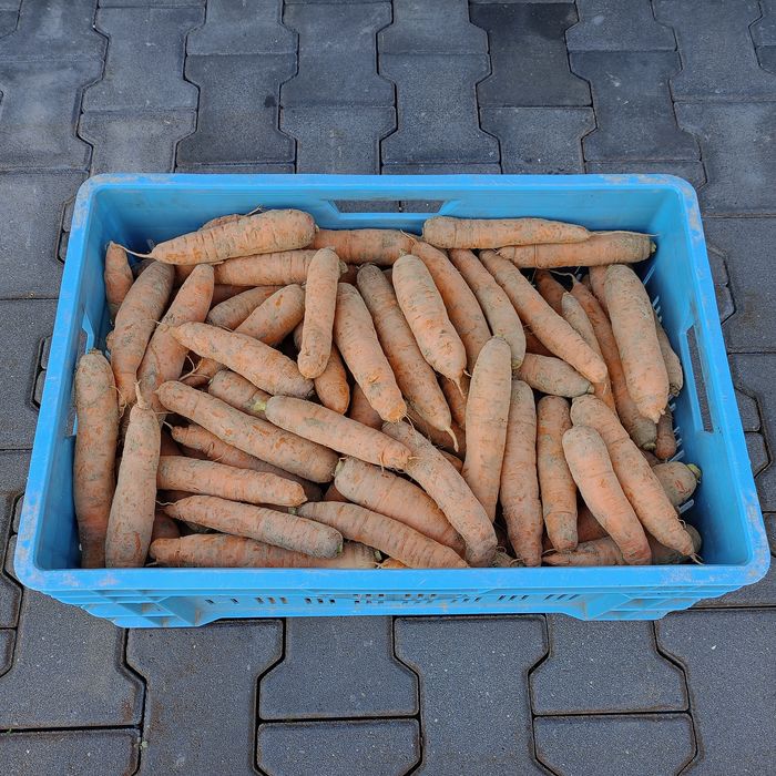 Marchew 15 kg z własnego gospodarstwa