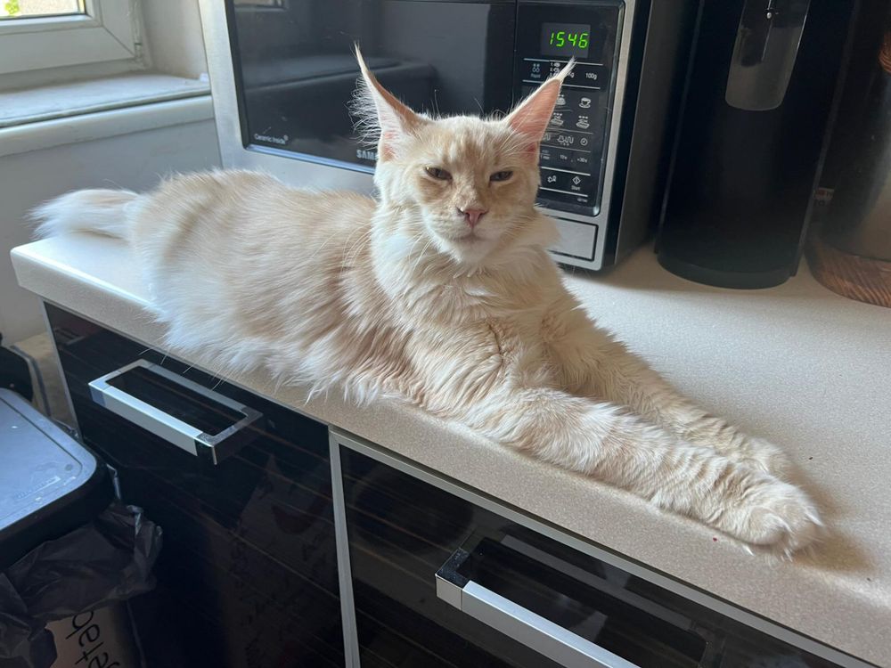 Kotka Maine Coon “DORIS” es23 FPL/FIFE kremowa ze srebrem LINIA SHADED